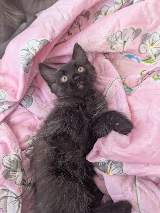 Віддам кошеня в добрі руки (дівчинка)