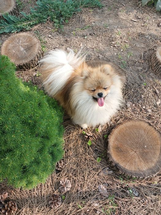 Померанський шпіц