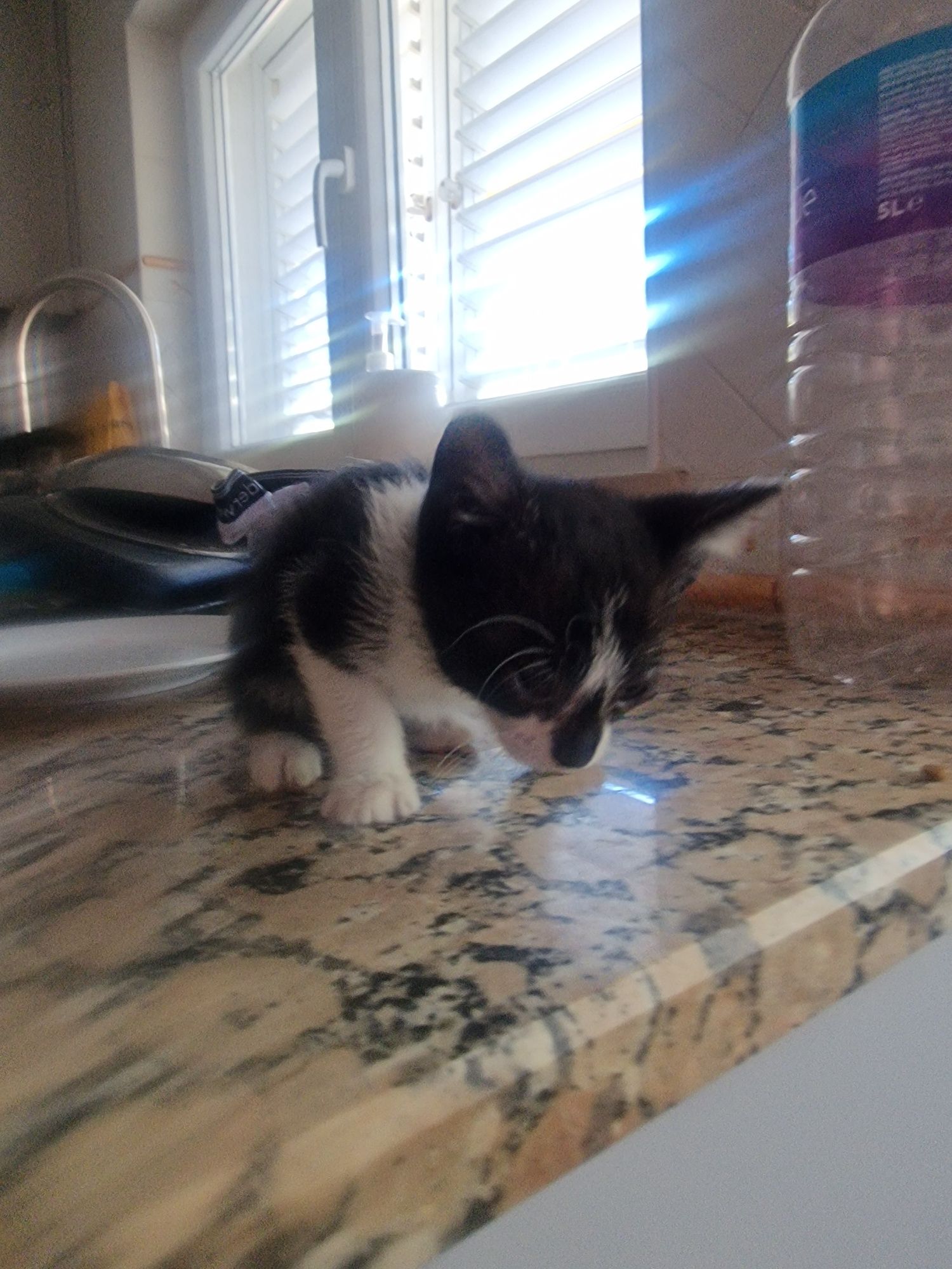 Dá se gatinho  para adoção responsável