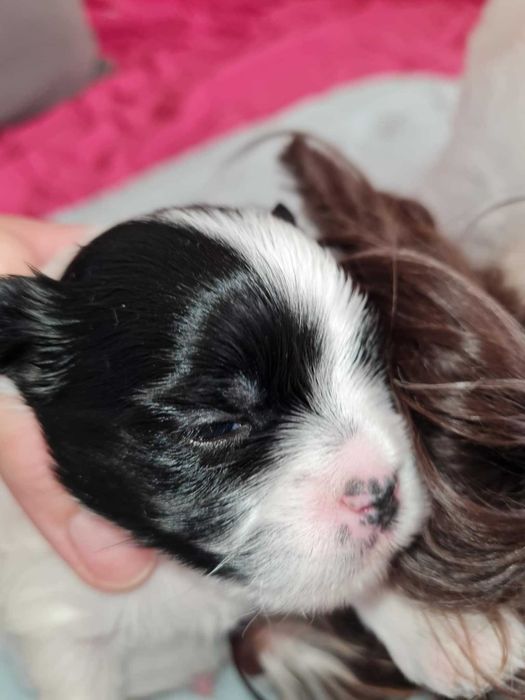 Yorkshire terrier biewer