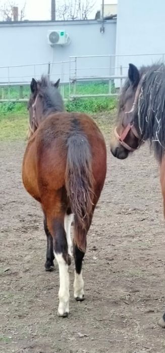 Źrebak koń Ogier Rasowy Hucuł rasa huculska