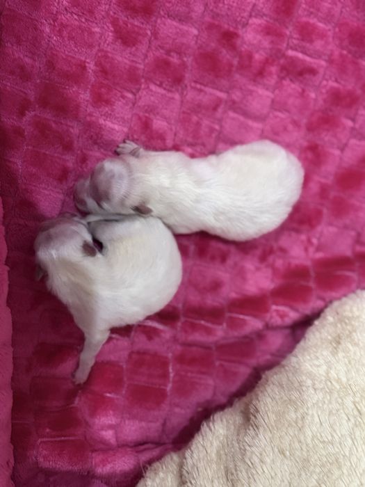 Szpic pomeranian girl what