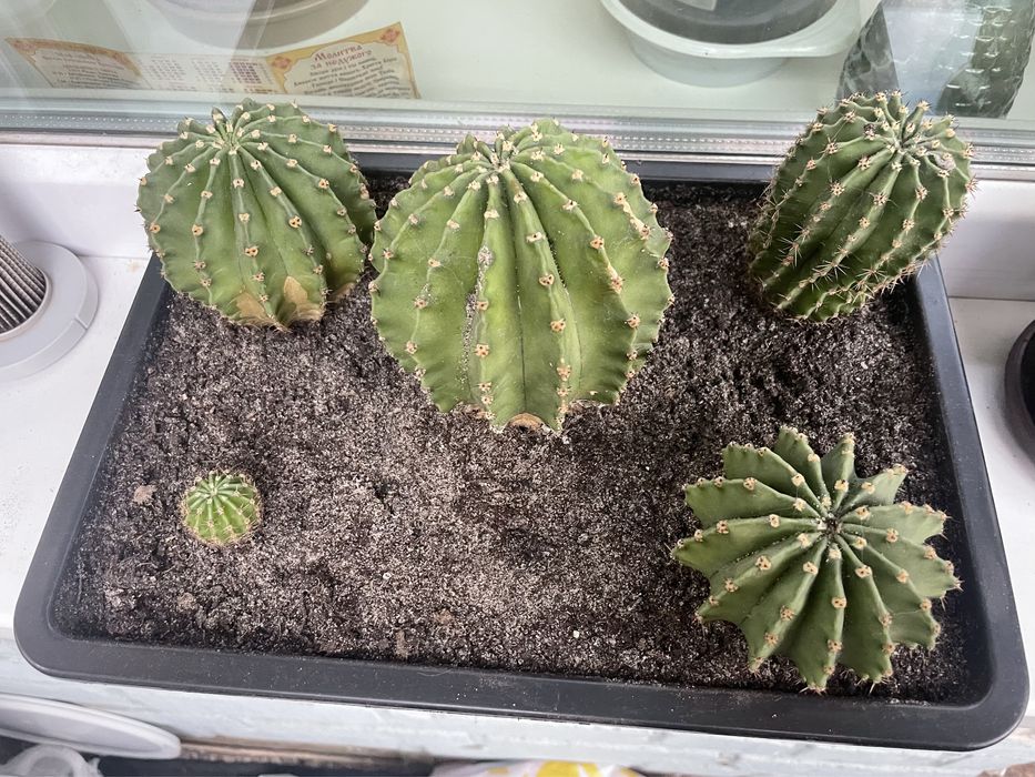 Симпатичные Кактусы