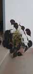Begonia bowerae  'Nigra Magra'