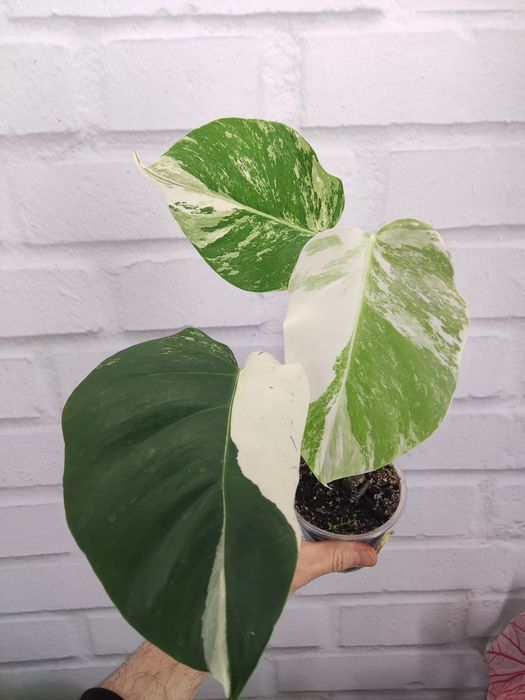 монстера варієгатна колекційні рідкісні monstera adansonii