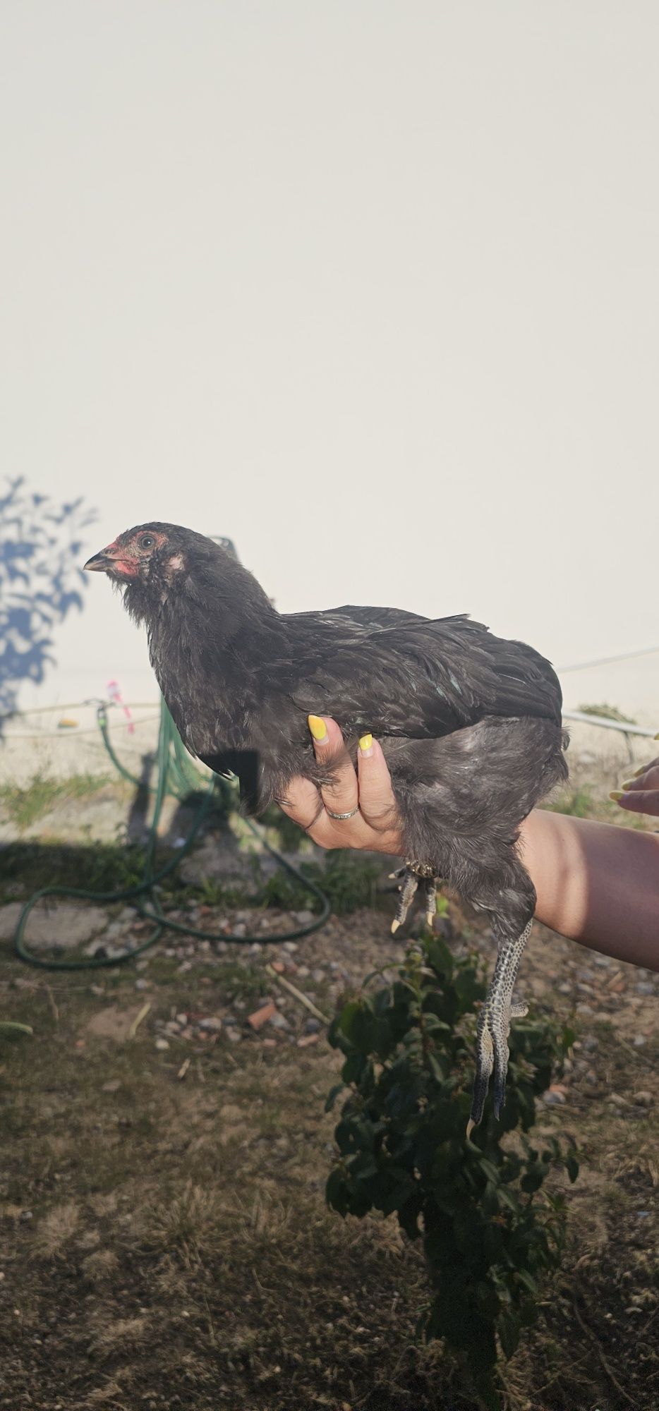 Galo Araucana jovem