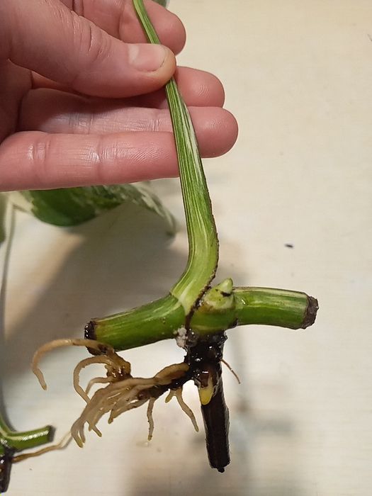 Монстера Альба варієг