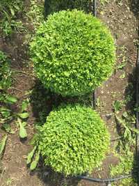 Самшит вічнозелений Куля (Шар) - від 250 грн