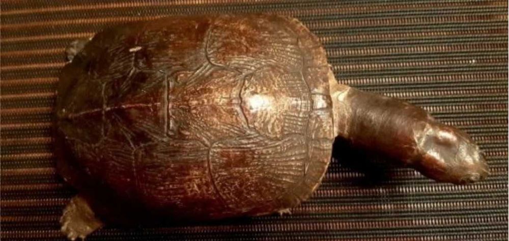 żółw preparowany z PRL