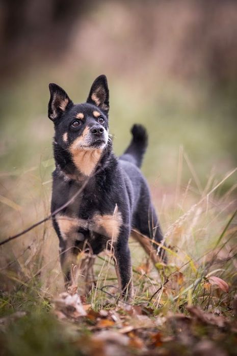 Kolejna zima w schronisku?Mały, czarny, starszy pies w typie Shiba Inu