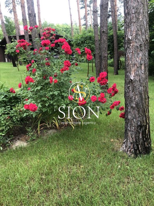 Продаж ділянки 1,5 Га, Ходосівка, сосни, під котеджне містечко