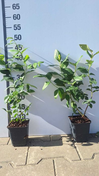 Borówka amerykańska wysoka / Vaccinium  doniczka P9