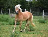 klacz  Haflinger 3 latka