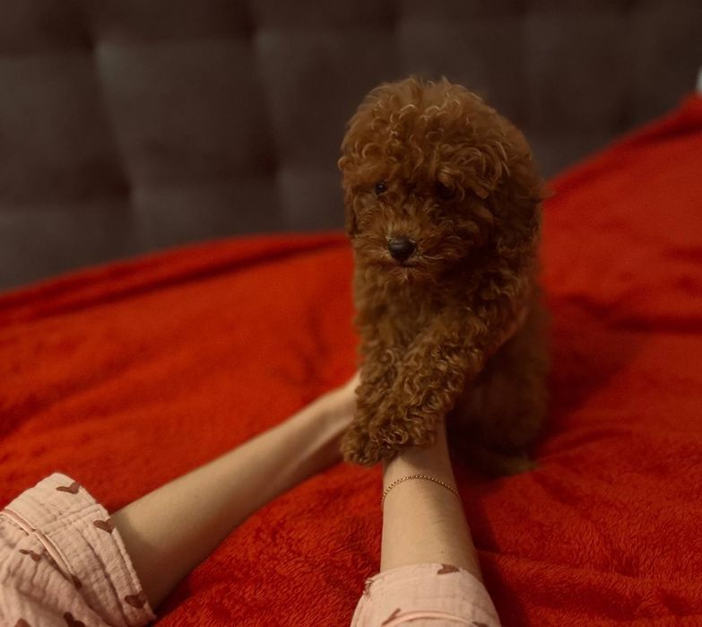 Щенки той пуделя ред браун