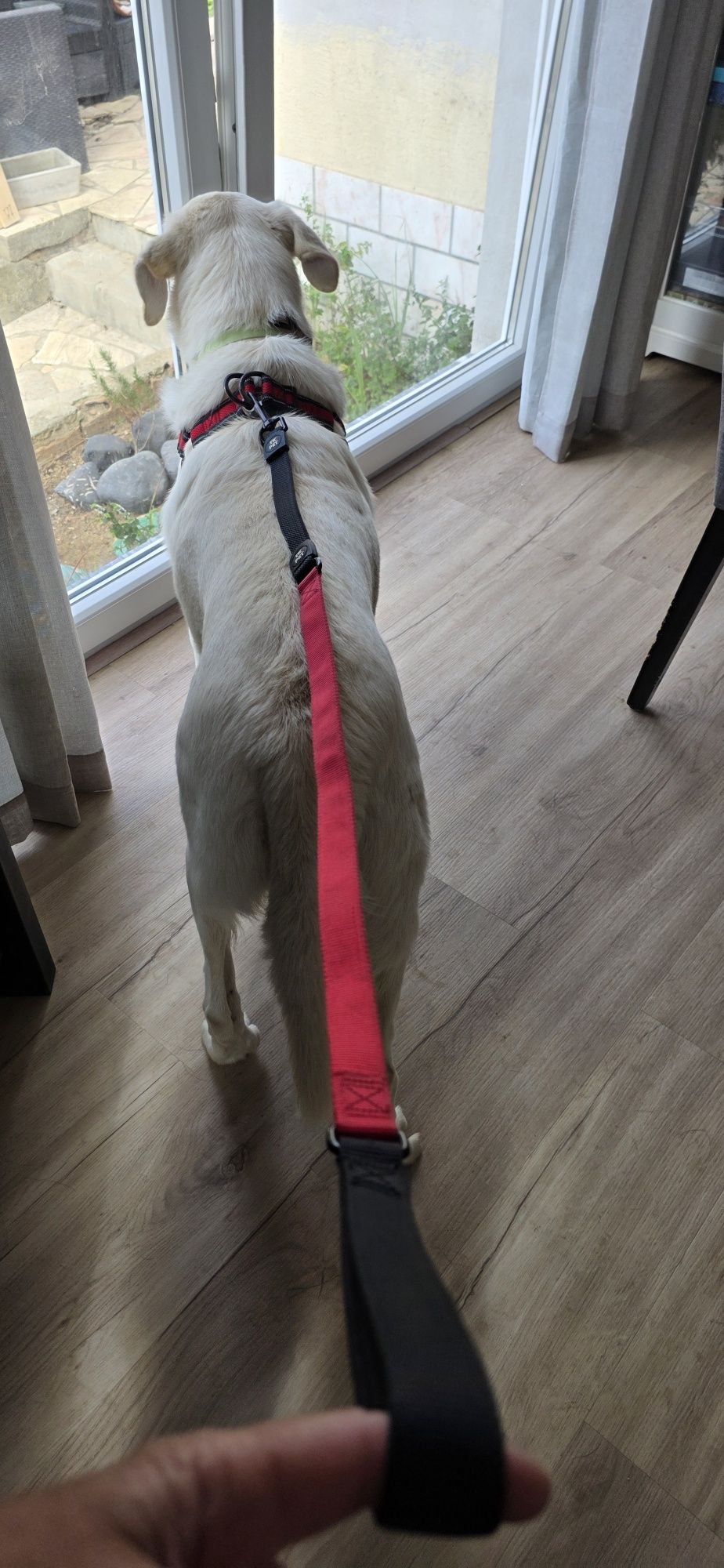 Conjunto TEK PET em 2 cores - Trela e peitoral