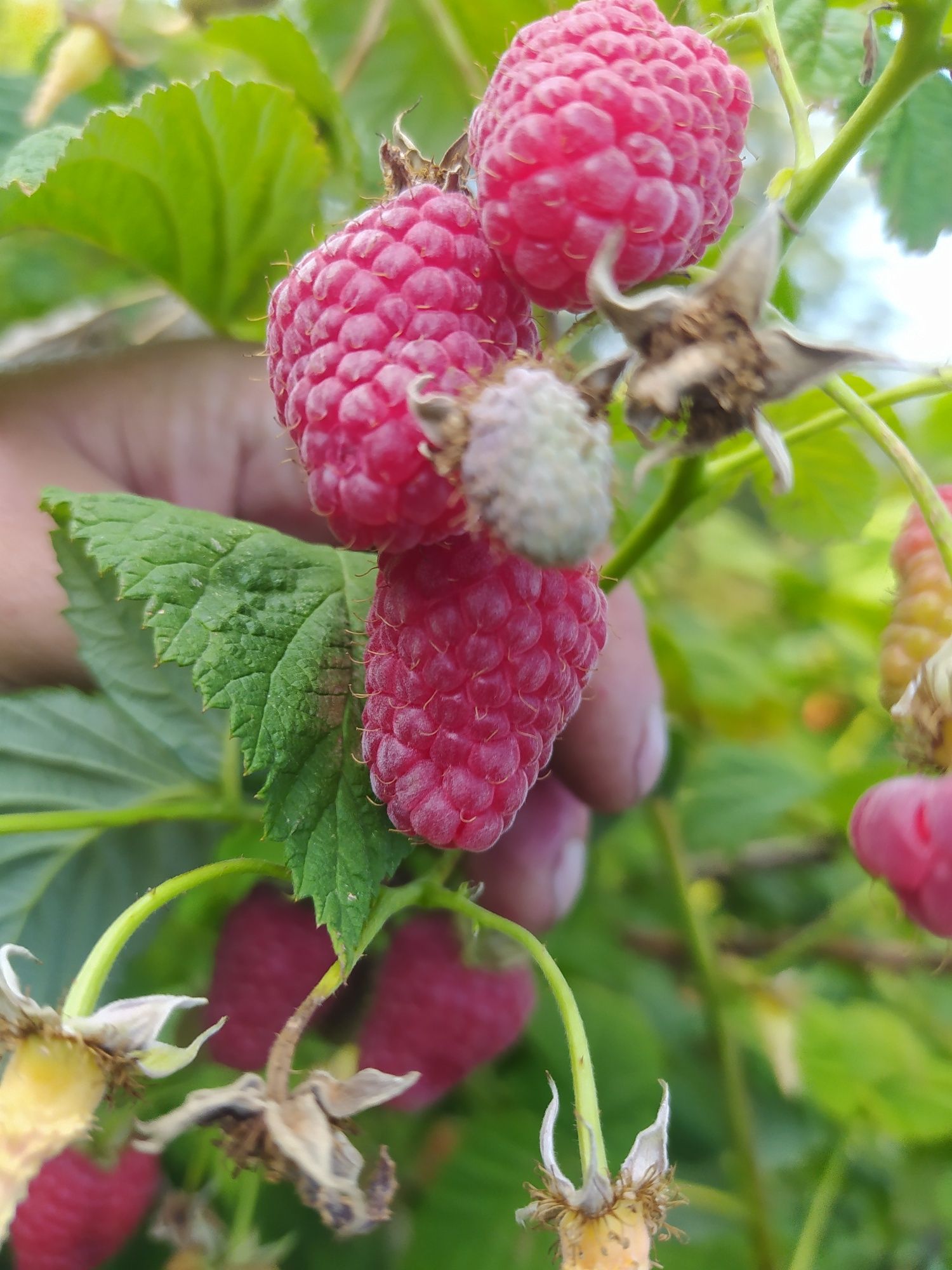 Продам саджанці малини.