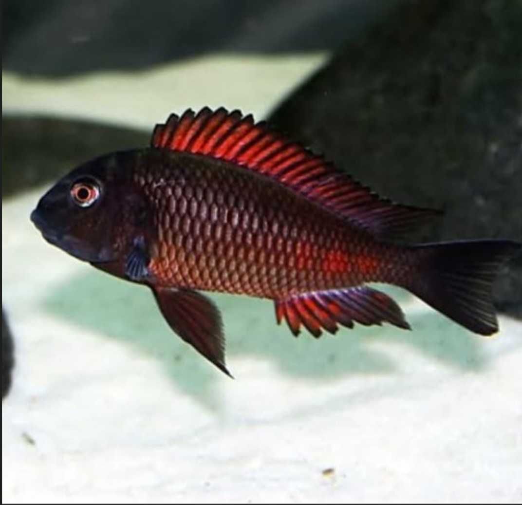 Tropheus sp. Moliro Red - pokolenie F1 - dowóz, wysyłka