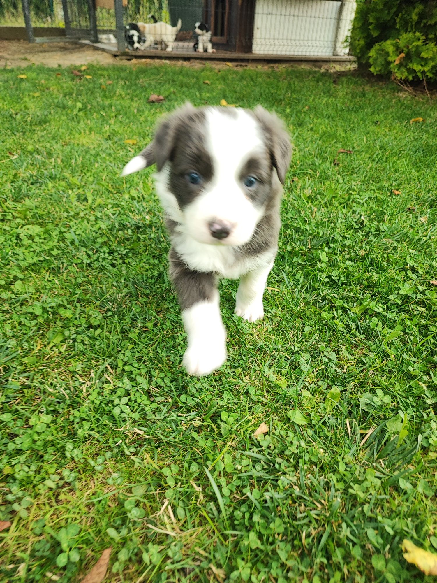 Border Collie Blue & White z niebieskimi oczami – metryka PFH