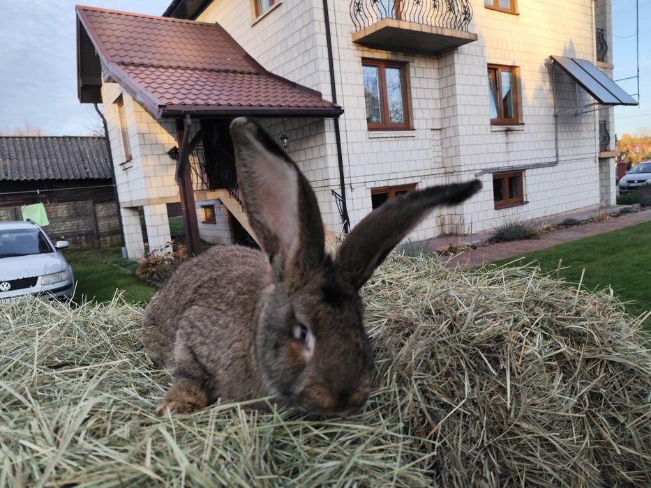 Króliki samce olbrzym belgijski