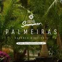 Palmeiras - Varias especies