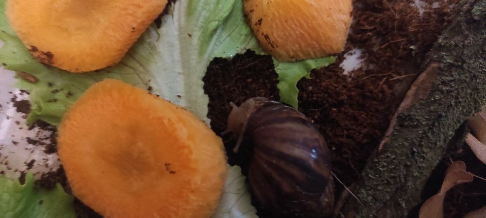 Супер Ахатины Имакуляты