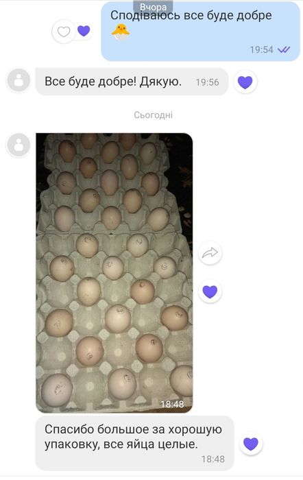 Яйця Інкубаційні домінанти, м'ясо-яєчка