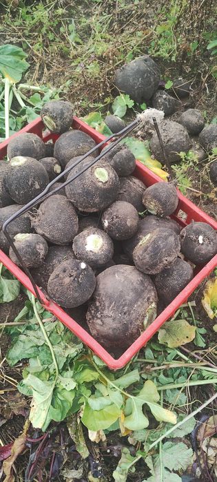 czarna rzepa  z certyfikatem eko