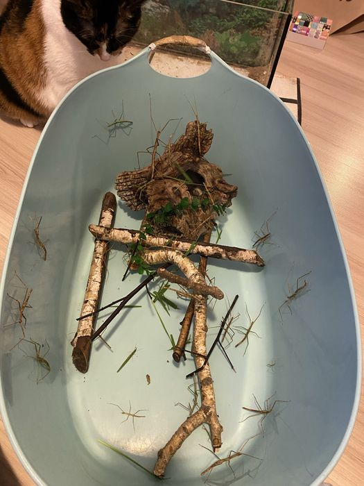 Oddam patyczaka dziewczynkę