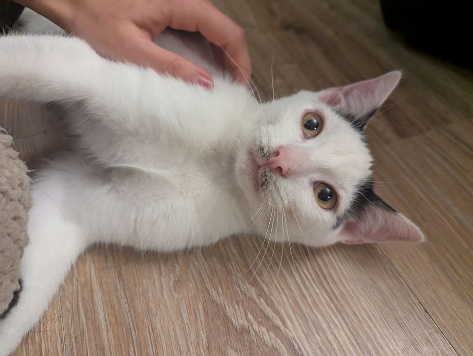 Pongo - kociak, kot do adopcji