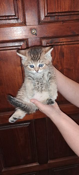 Шотландський прямовухий котик