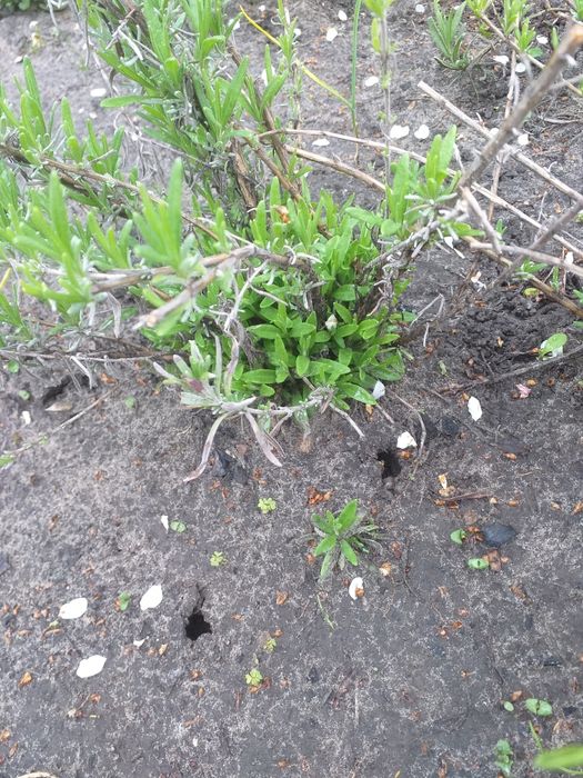 Саженцы лаванды многолетнее растение