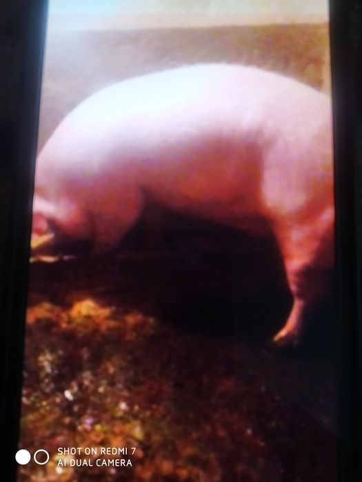 Продам свиню петрен+ландрас