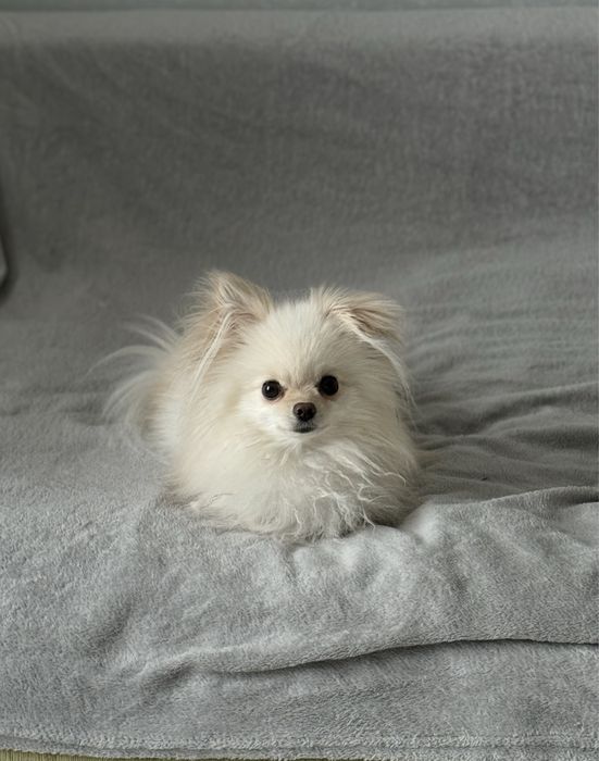 Померанський шпіц на вʼязку