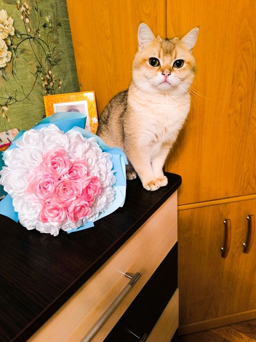 В'язка Британська золота шиншила