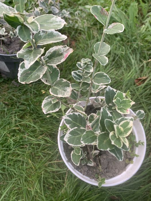 Trzmielina fortune’a