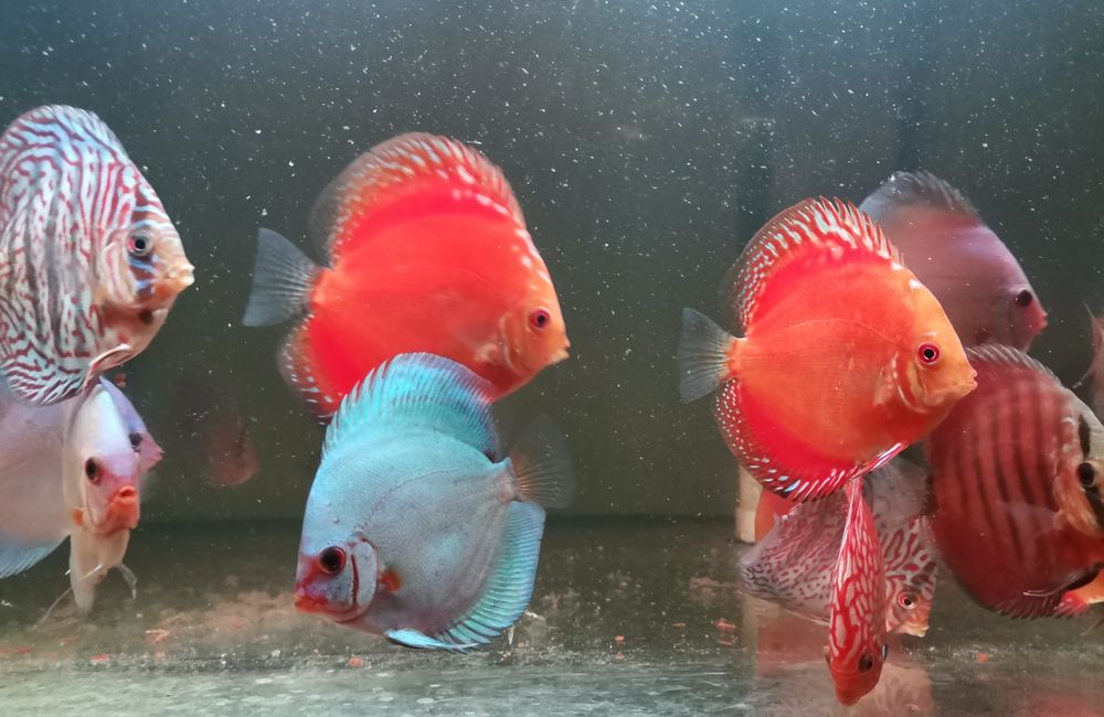 Paletki - hodowla (dyskowce)