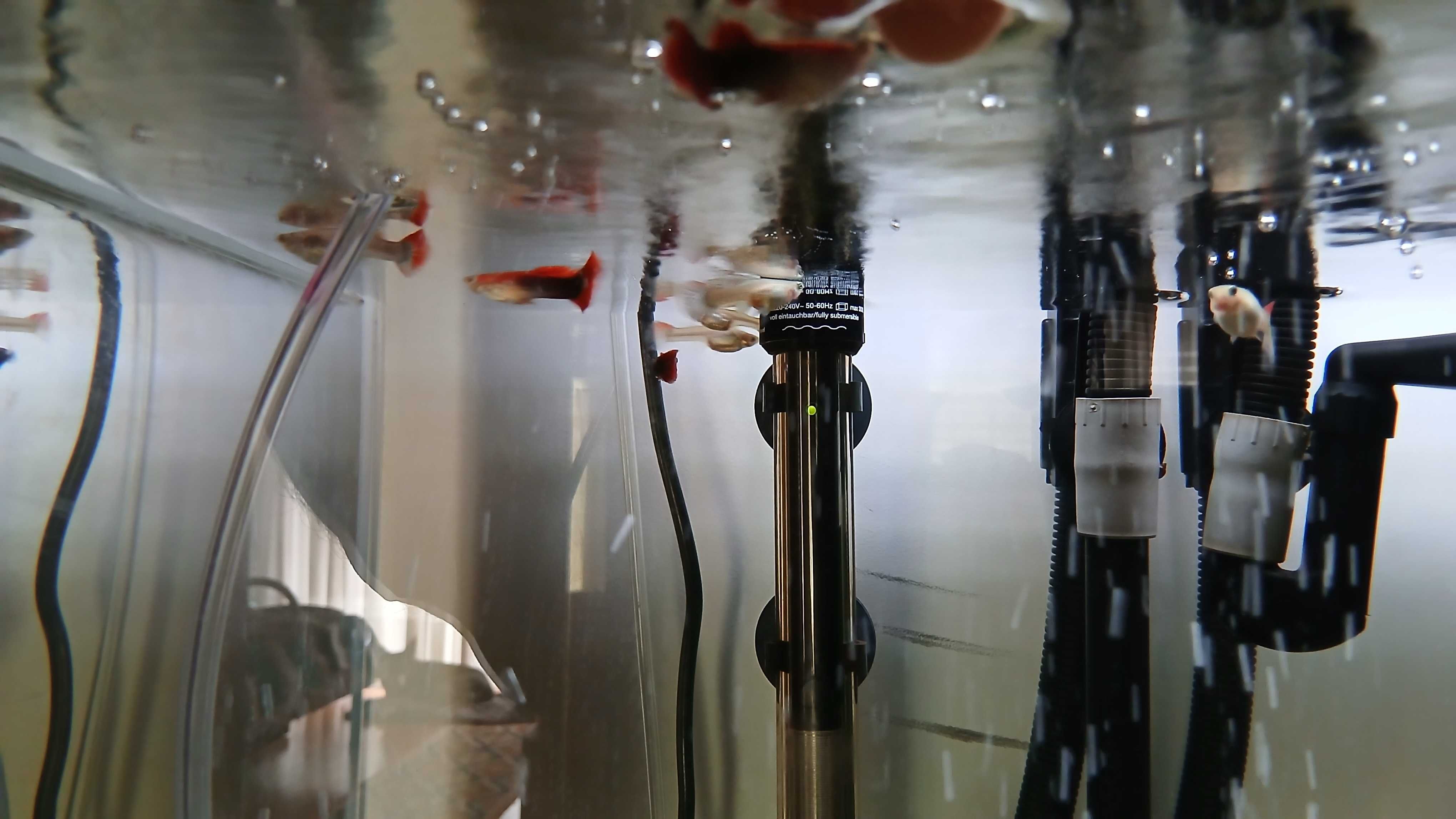 Guppy Macho rabo vermelho