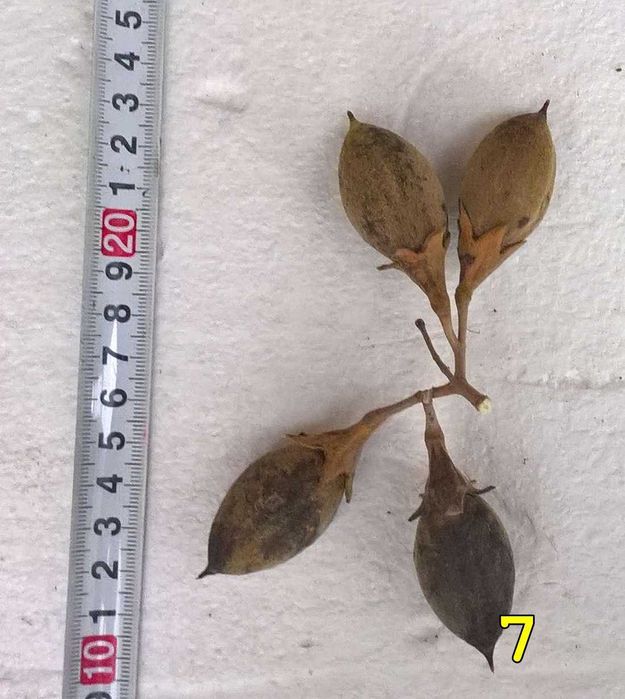 Tegoroczne nasiona Paulownia (drzewo tlenowe), odm Shantong oraz karpy