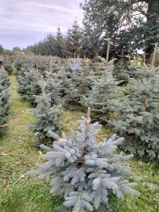 Świerki/jodły koreańskie w donicach