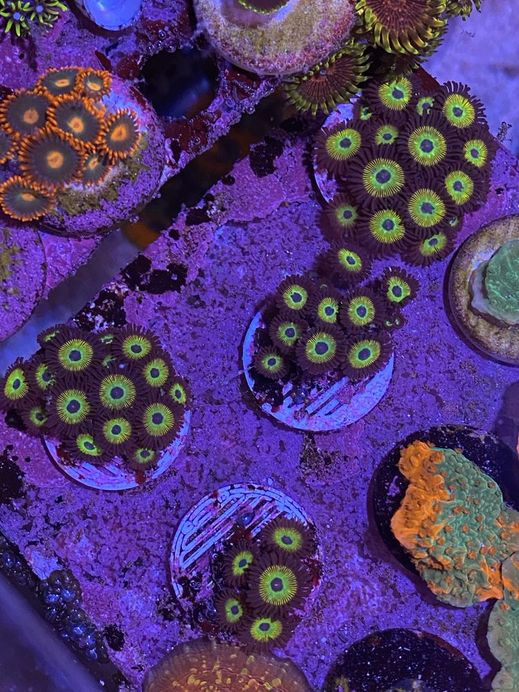 Coral frag agua salgada aquario reef zoanthus hulk