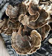 Wrośniak różnobarwny Trametes versicolor Turkey Tail