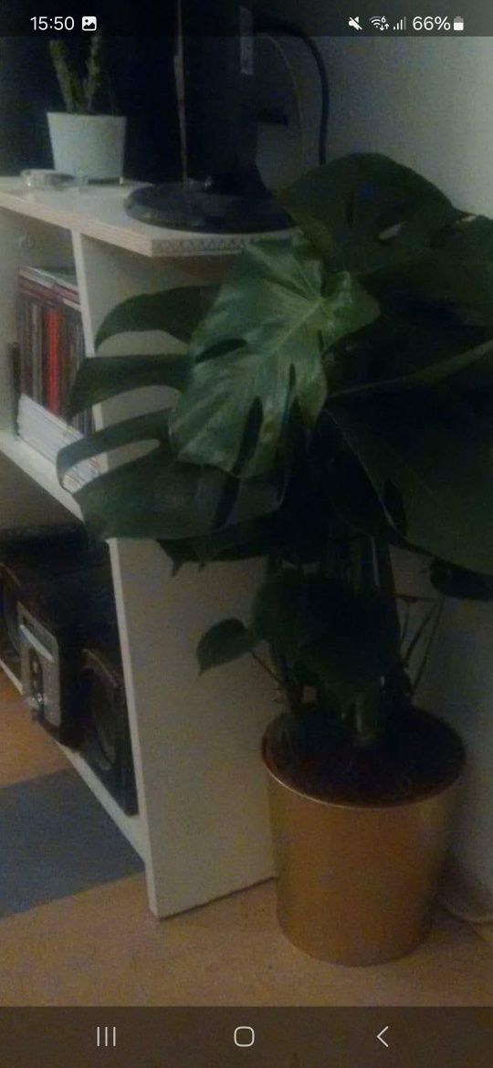 Planta Artificial Monstera de Alta Qualidade