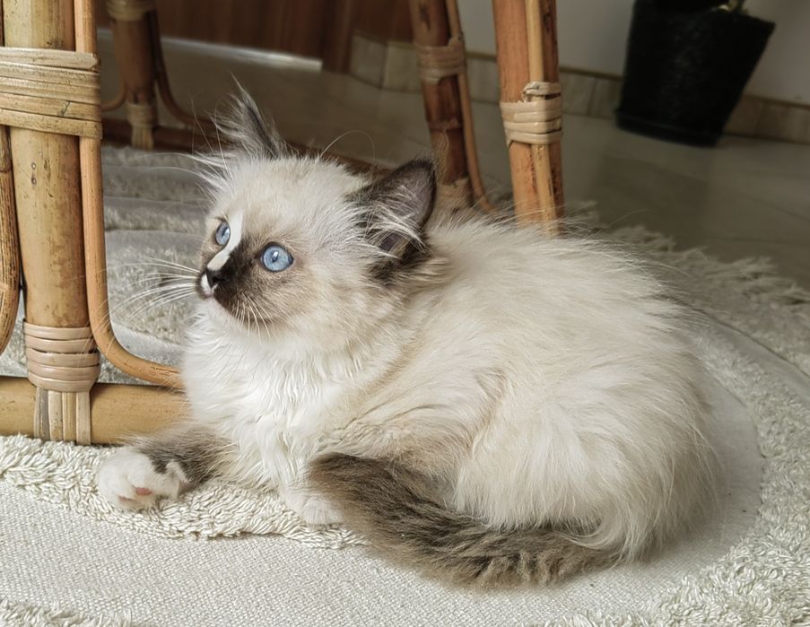 Koteczka Ragdoll .