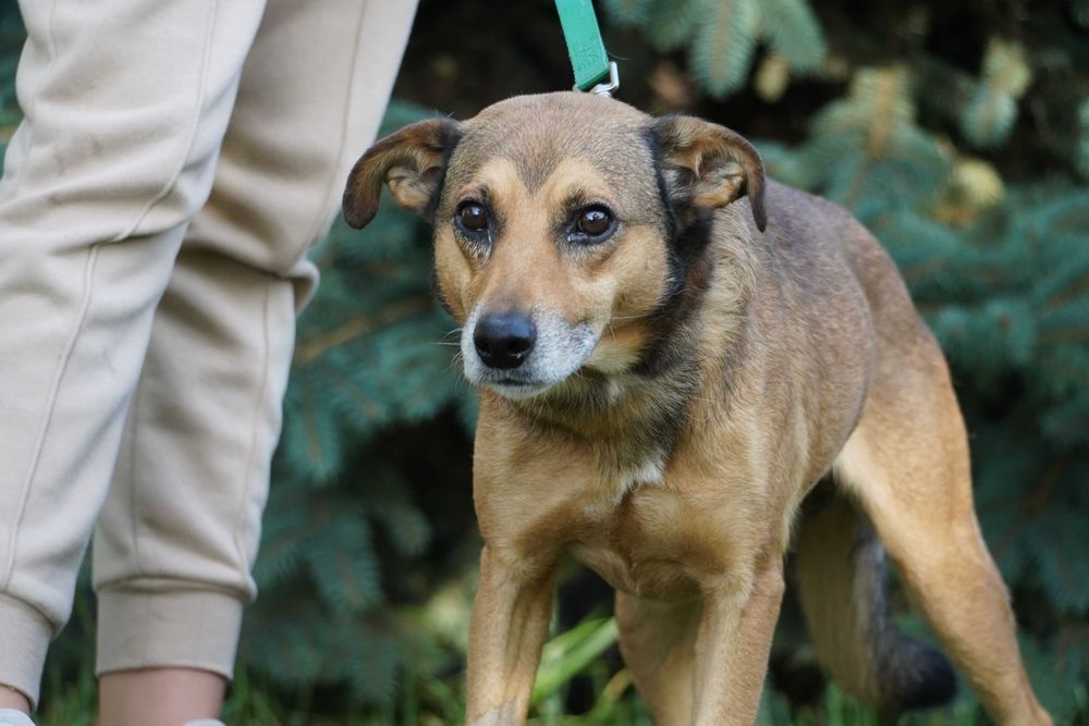 Merlin - cudowny, łagodny piesek szuka domu