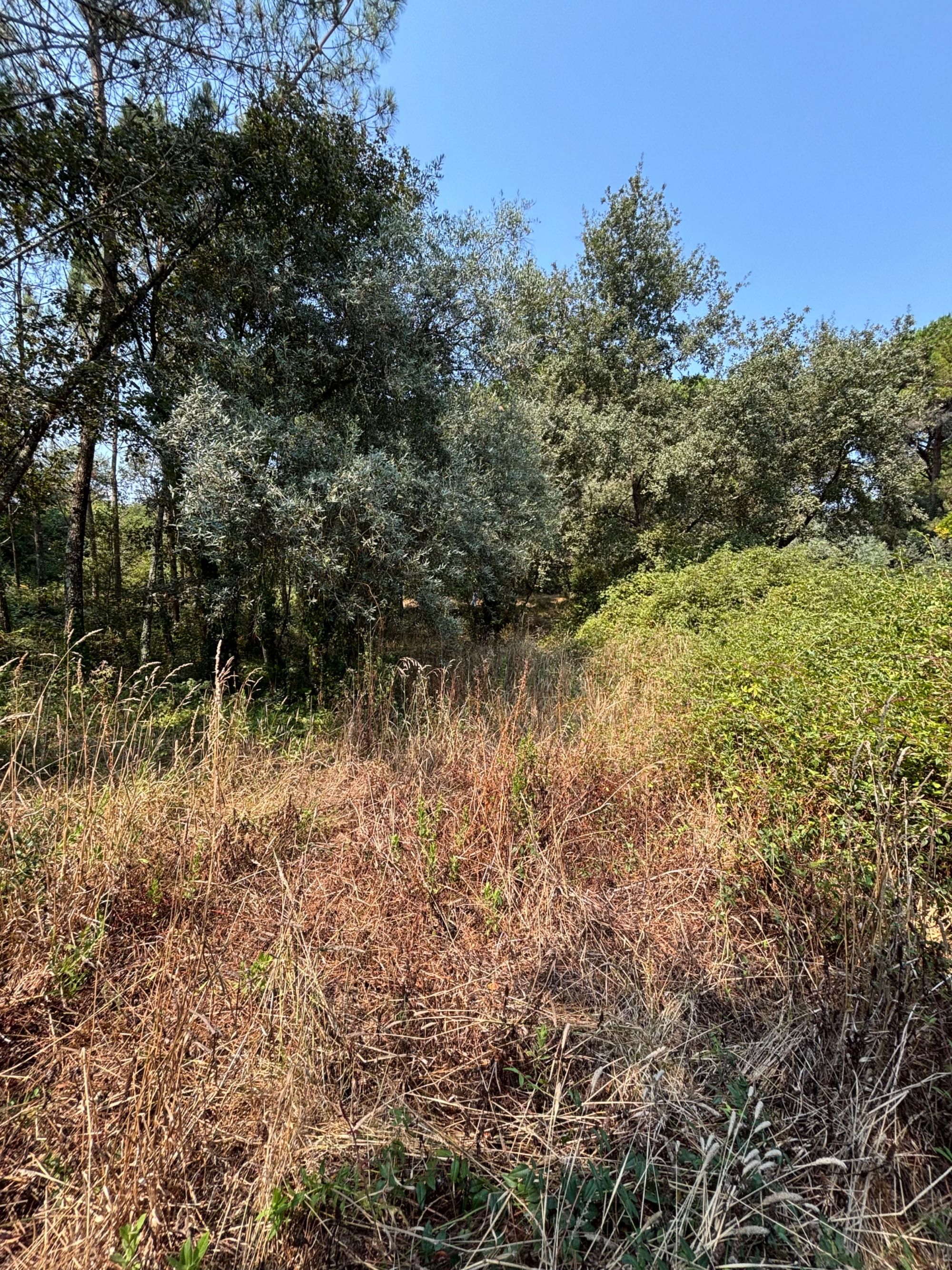 Vendo 2 Terrenos Rústicos 1800 m2 c/ poço em Opeia/Leiria