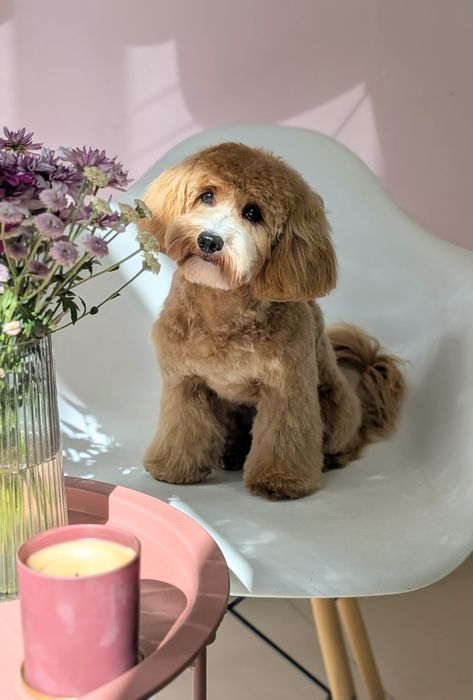 Груминг, стрижка собаки и кота, грумінг, грумер собак и котов