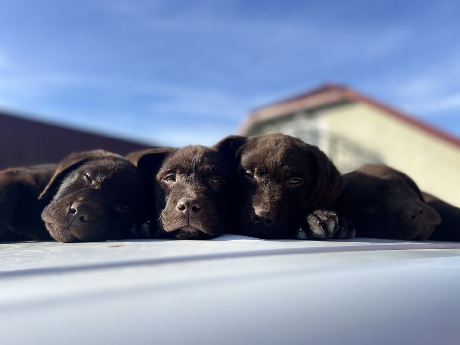 Шоколадний лабрадор