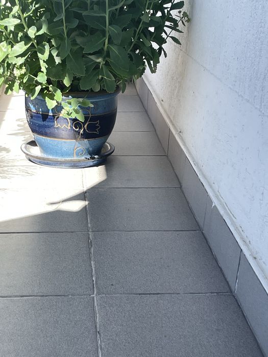 rozchodnik okazały  w donicy