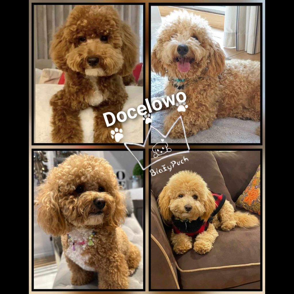 Pudel toy maltipoo bichpoo pochoon f1b red badania paszport wyprawka