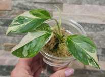 Monstera laniata mint narrow form